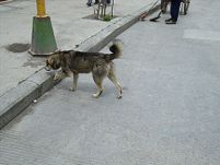 Dog in Lhagang.